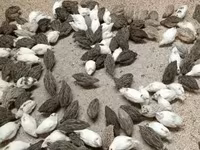 Quails — ছবি 8