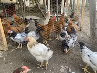 Chickens — foto 4