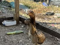 Chickens — عکس 5