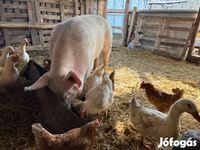 Scrofa, Крупная белая — foto 4