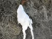 Kozioł, Nigerian dwarf goats — zdjęcie 2