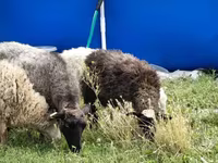 भेड़, Romanov sheep — फ़ोटो 4
