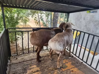 Ovelhas (lote, sexo não especificado), Ovelhas — foto 3