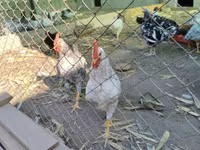 Australorp — foto 6