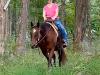 雌馬, Quarter Horse — 写真 5