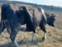 گاو ماده, Russian Black pied cattle — عکس 1