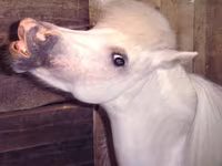 Kuda betina, Miniature horse — foto 7