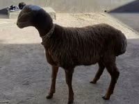 Berbec, Arashan sheep — foto 2