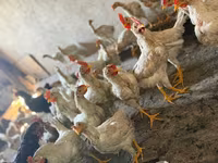 Chickens — zdjęcie 4