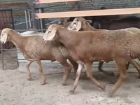 मेढ़ा, Edilbay sheep — फ़ोटो 2