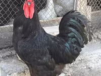 Chickens — ছবি 1