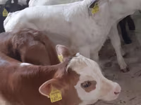 গবাদি পশু (দল, লিঙ্গ উল্লেখ নেই), Simmental cattle — ছবি 2