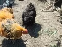 Brahma — Foto 1