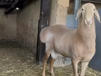 Koç, Arashan sheep — foto 6