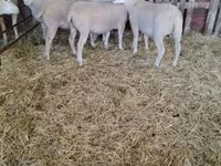 Owca, Ile-de-France sheep — zdjęcie 5