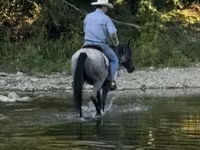 Cavallo, Quarter Horse — foto 4
