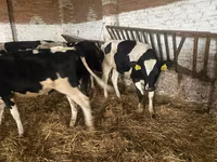 Ng'ombe jike, Russian Black pied cattle — picha 1