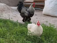 Brahma — foto 3