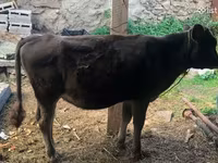 Бик, Велика рогата худоба — фото 4