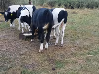ষাঁড়, গোলস্টাইন জাত — ছবি 5