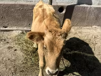 โคเนื้อ (เป็นล็อต, ไม่ระบุเพศ), Swiss cattle — รูปภาพ 2