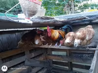 Chickens — الصورة 2