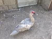 Ducks — عکس 3