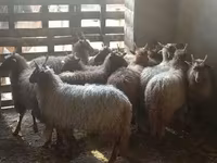 Ovce, Racka sheep — foto 2