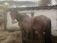 Cavalla, Cavalli — foto 4