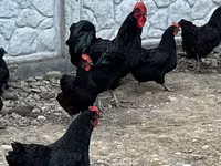 آسترالورپ — عکس 1