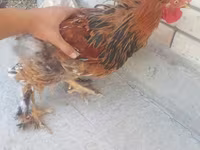 براهما — عکس 6
