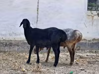 قوچ, گوسفند — عکس 5