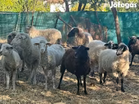 میش, گوسفند — عکس 1