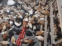 Chickens — zdjęcie 3