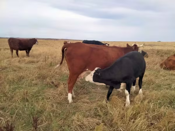 গাভী, Simmental cattle