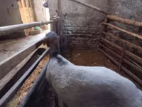 مینڈھا, Rhon sheep — تصویر 3