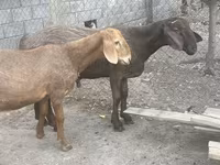 แกะตัวผู้, Rhon sheep — รูปภาพ 2