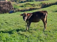 காளை, மாடுகள் — புகைப்படம் 4