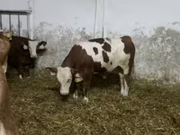 گاو نر, Simmental cattle — عکس 1