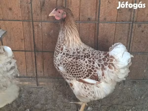 وایندوت