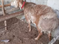 Carnero, Arashan sheep — foto 2