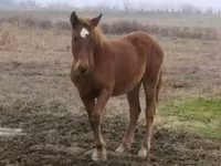Cavalli (lotto, sesso non specificato), Cavalli — foto 1
