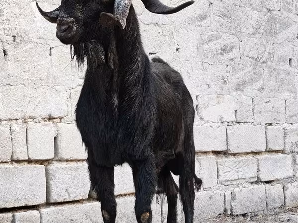 Kozioł, Anatolian Black goats