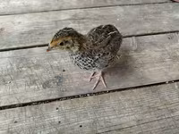 Quails — foto 7