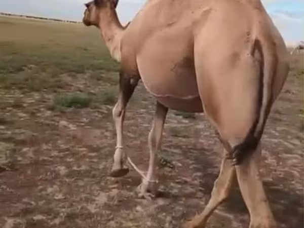 شتر ماده, Kazakh Bactrian camel