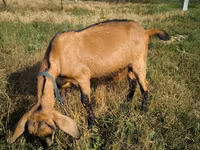 Kambing jantan, Nubian Goat — foto 2