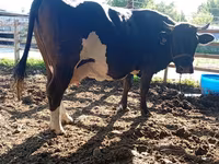 Үнээ, Swiss cattle — 3 зураг