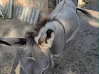 公马, Horses — 照片 4