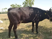 Kuh, Latvian Blue cattle — Foto 4