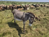 Kobyła, Konie — zdjęcie 1